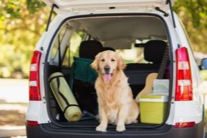 Best Cars for Dog Owners 2021